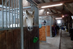 Pension chevaux, Gardiennage et soins dans le Pays Bigouden en Finistère