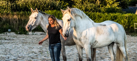 Elevage de chevaux Camargue, Mvna Le Roy